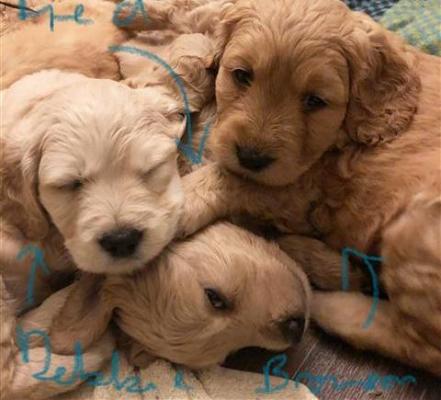 Groodle puppies for sale 